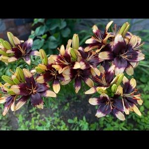 Meet your Posher, Colleen